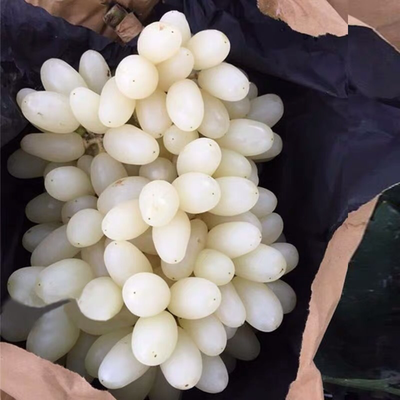 马奶提葡萄树苗果树苗葡萄苗盆栽室内爬藤南北方品种种植当年