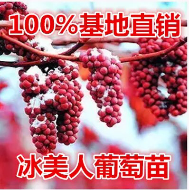 冰美人葡萄树苗果树苗葡萄苗盆栽室内爬藤南北方品种种植当年