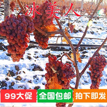 冰美人葡萄树苗果树苗葡萄苗盆栽室内爬藤南北方品种种植当年