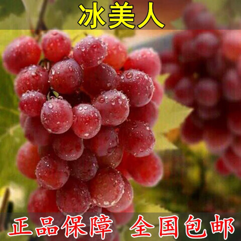冰美人葡萄树苗果树苗葡萄苗盆栽室内爬藤南北方品种种植当年