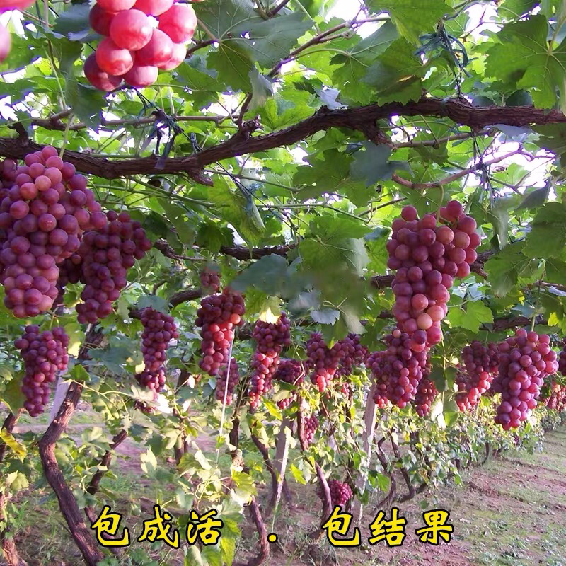 冰美人葡萄树苗果树苗葡萄苗盆栽室内爬藤南北方品种种植当年