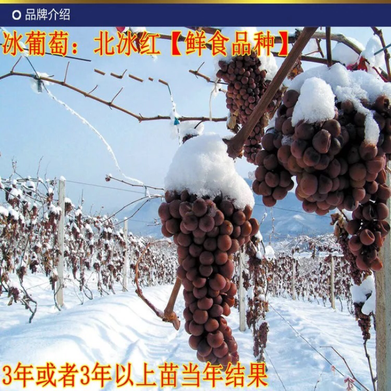 冰美人葡萄树苗果树苗葡萄苗盆栽室内爬藤南北方品种种植当年