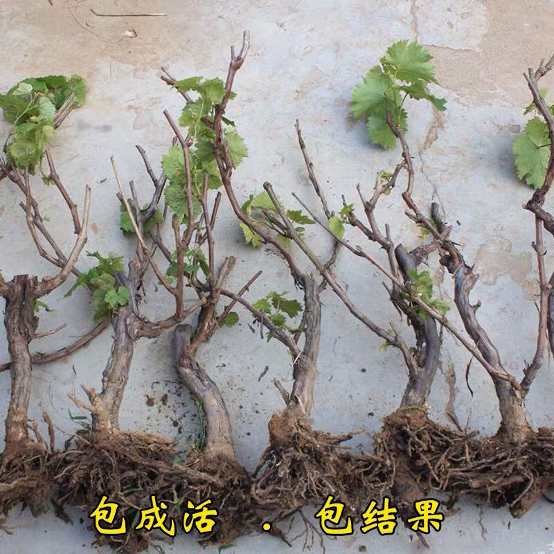冰美人葡萄树苗果树苗葡萄苗盆栽室内爬藤南北方品种种植当年