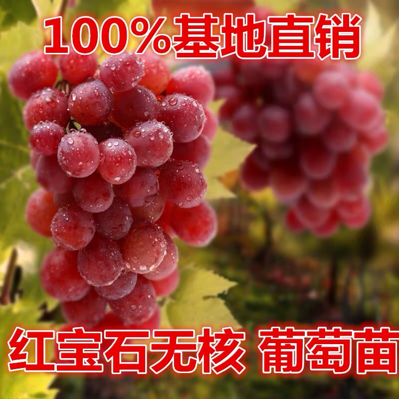 妮娜皇葡萄树苗果树苗葡萄苗盆栽室内爬藤南北方品种种植当年