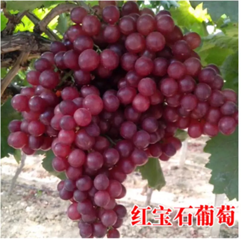 妮娜皇葡萄树苗果树苗葡萄苗盆栽室内爬藤南北方品种种植当年