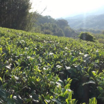有机一级英红九号红茶（习总赞过的红茶）