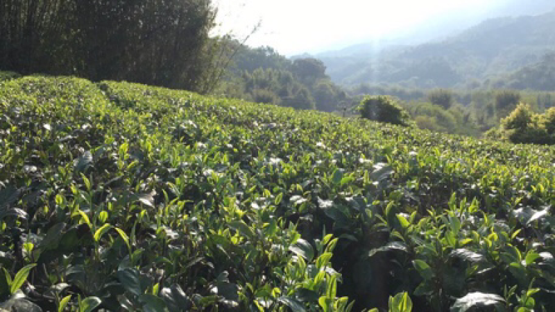有机一级英红九号红茶（习总赞过的红茶）