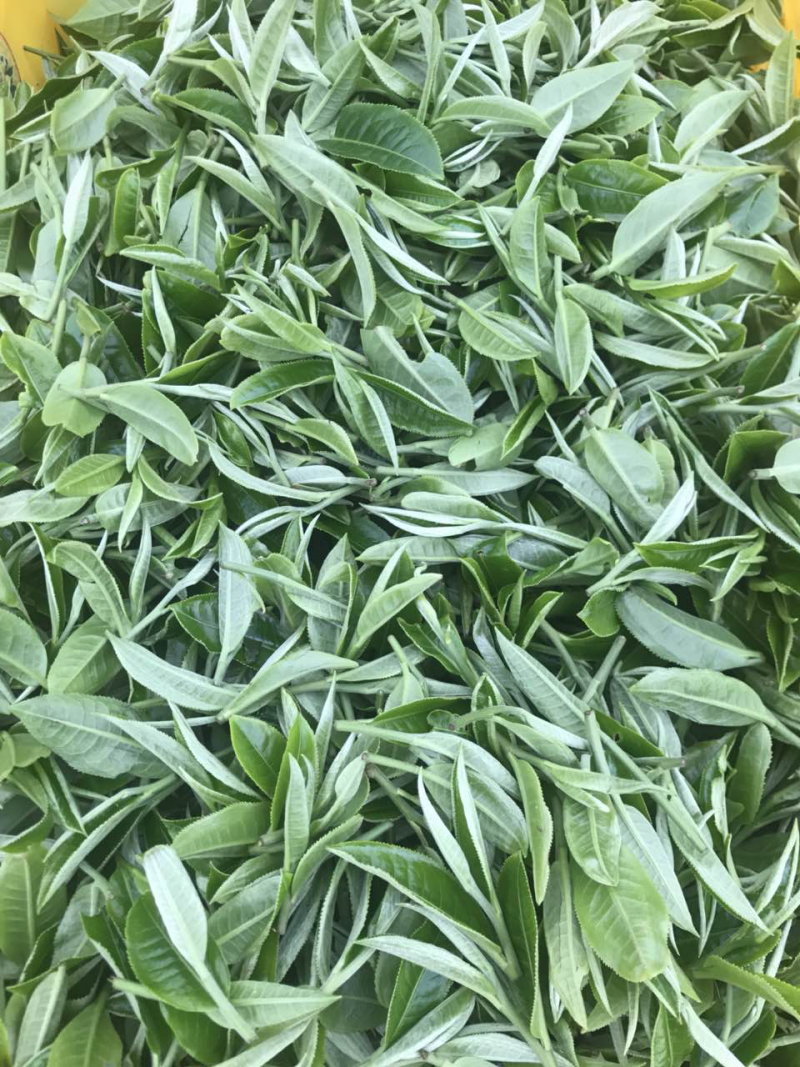 有机一级英红九号红茶（习总赞过的红茶）