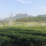 有机一级英红九号红茶（习总赞过的红茶）
