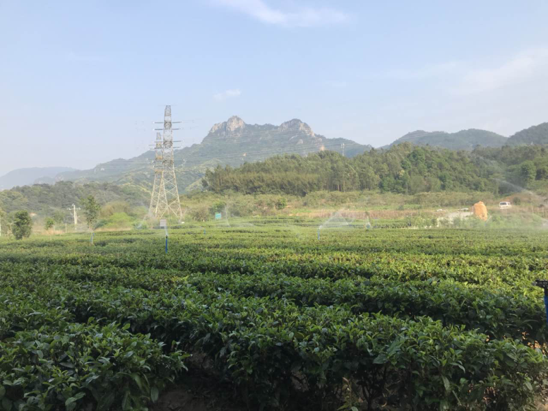 有机一级英红九号红茶（习总赞过的红茶）