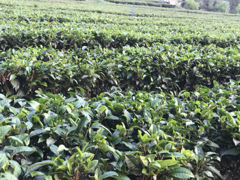 有机一级英红九号红茶（习总赞过的红茶）