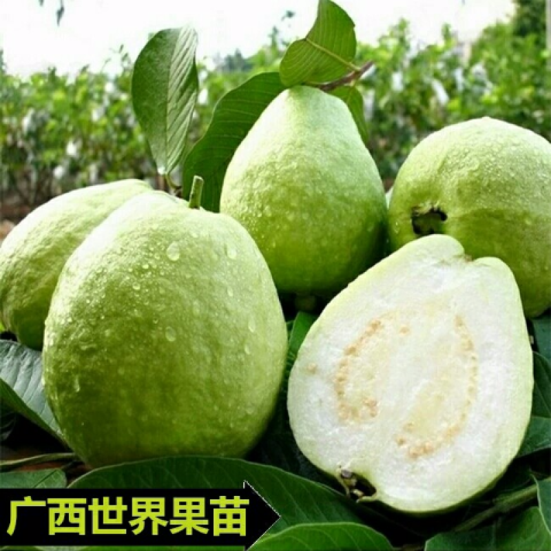 番石榴苗