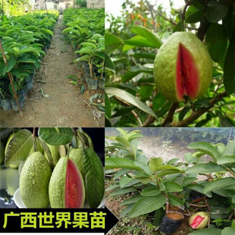 番石榴苗