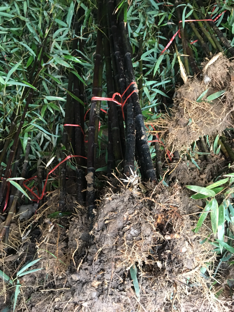 竹子青竹紫竹金镶玉竹各种规格齐全