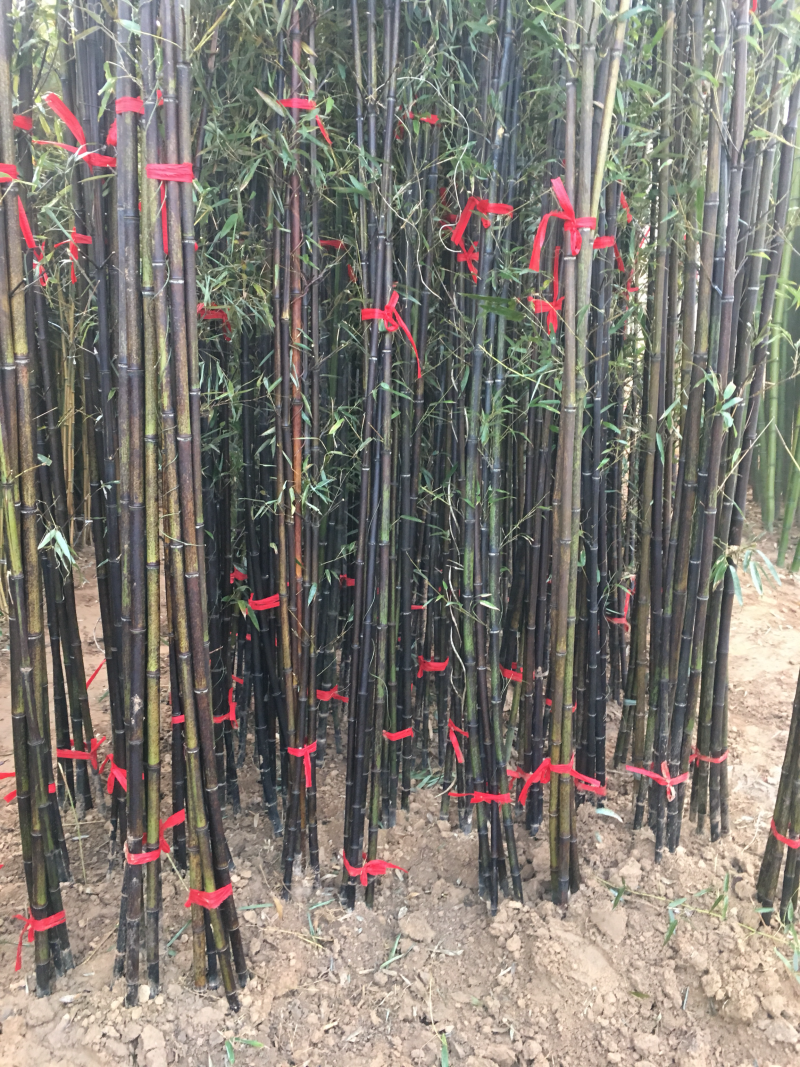 竹子青竹紫竹金镶玉竹各种规格齐全