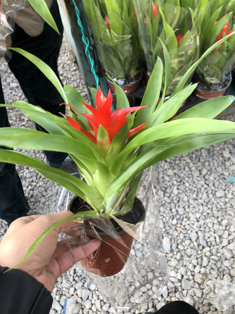 小红星凤梨，90杯小红星，价格便宜，淘宝电商专供