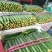 密刺黄瓜鲜花带刺25公分以上