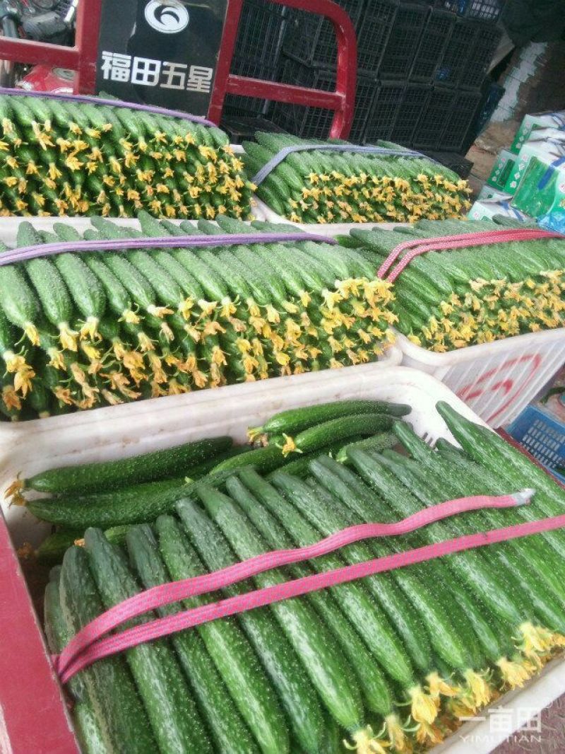 密刺黄瓜鲜花带刺25公分以上