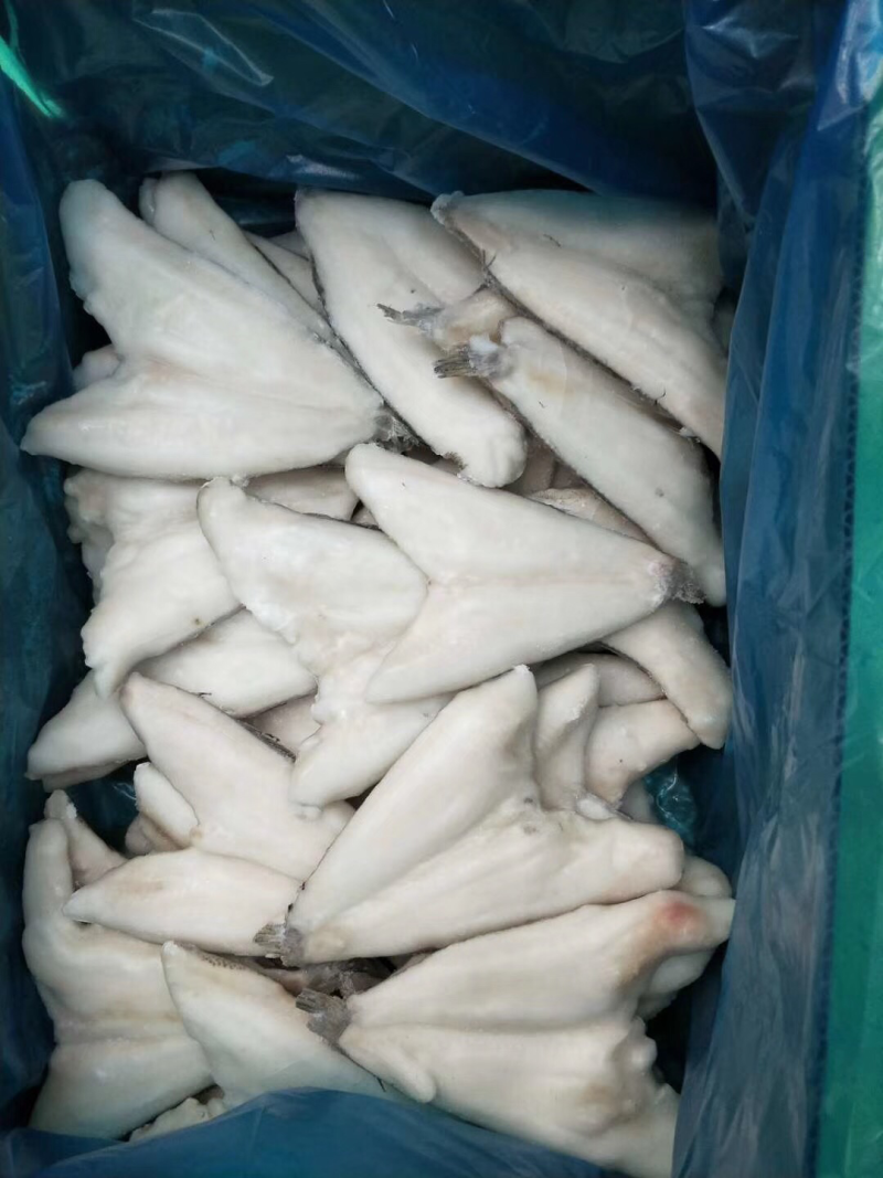 各种鱼类