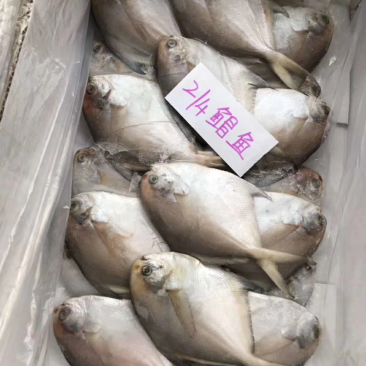 各种鱼类