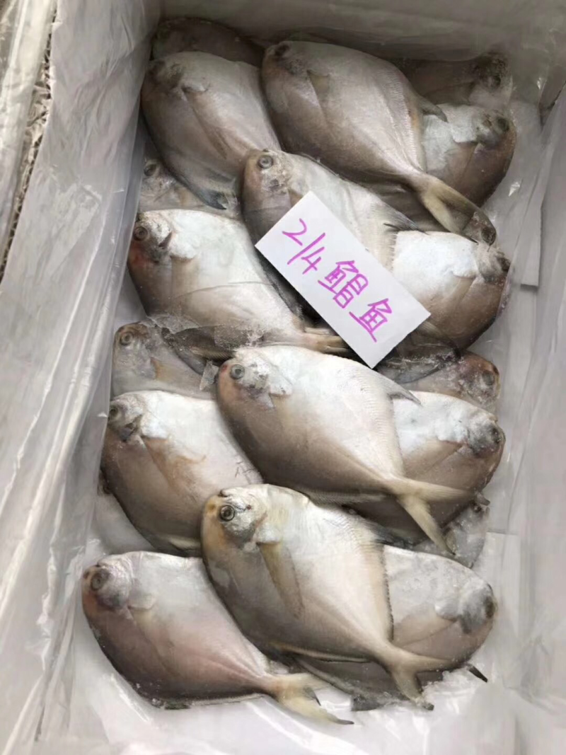 各种鱼类