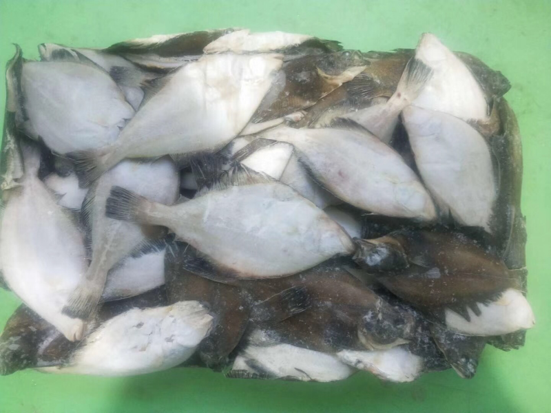 各种鱼类