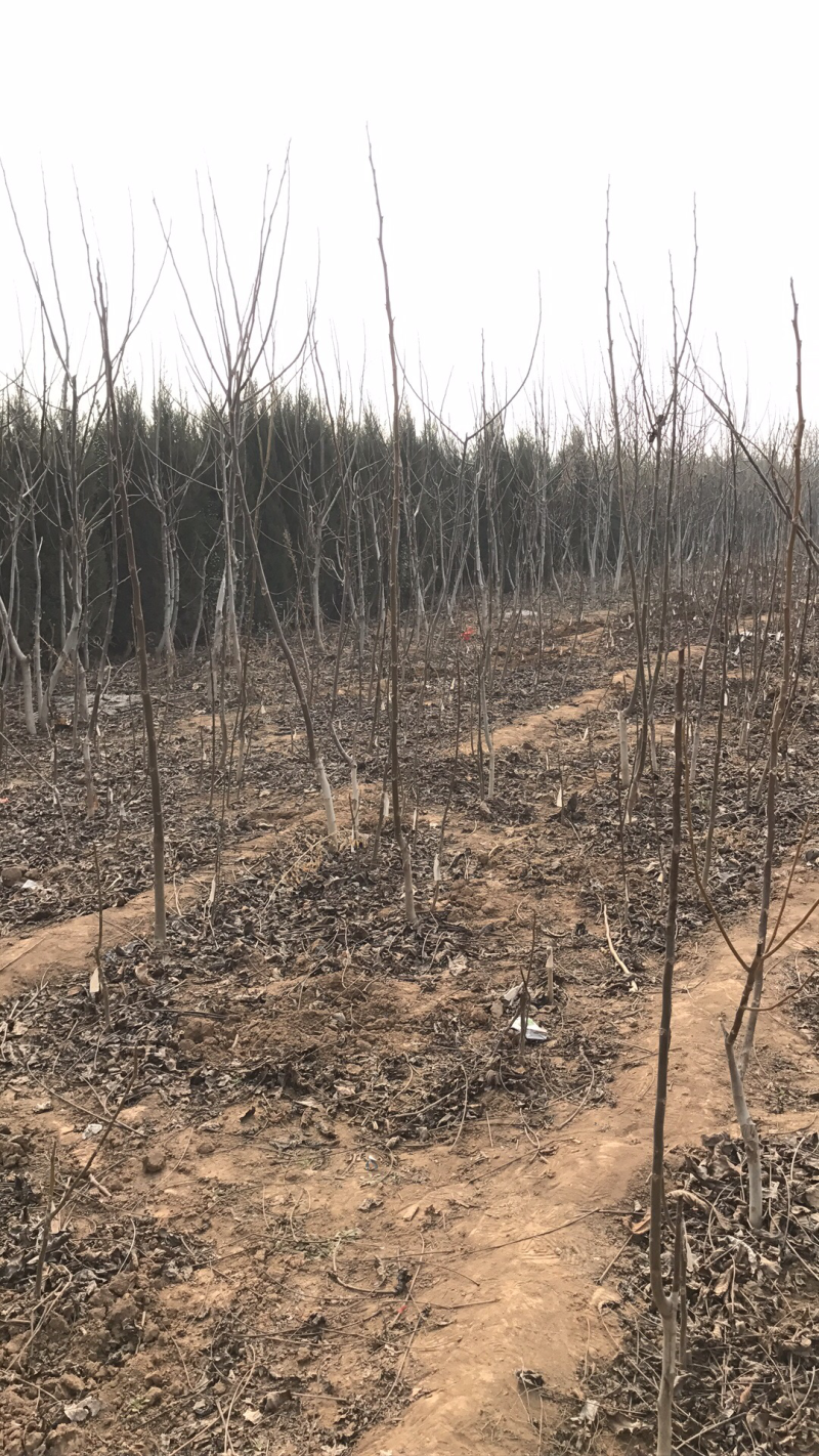 批发辽核四号品种核桃苗