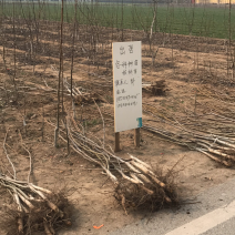 批发辽核四号品种核桃苗