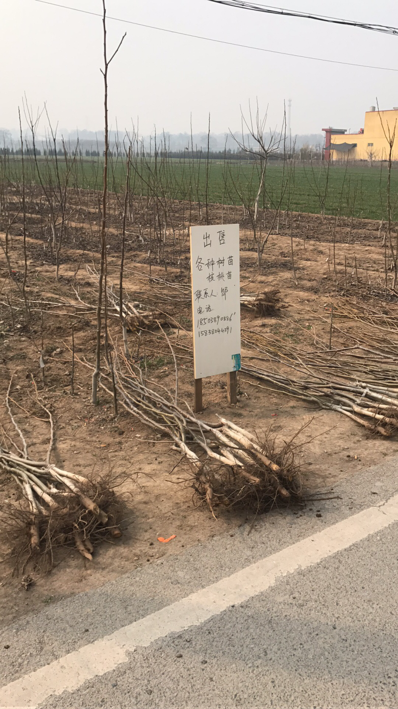 批发辽核四号品种核桃苗