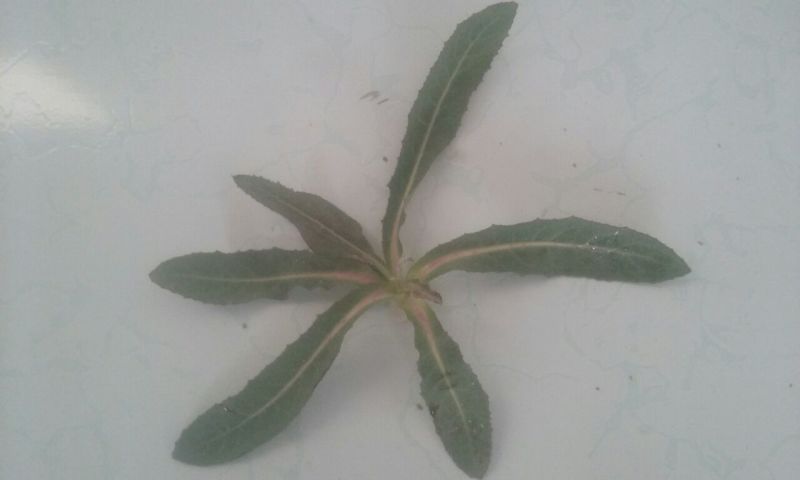 蔬菜