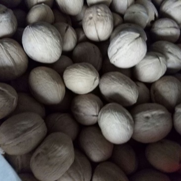 纸皮核桃30mm以上去皮干