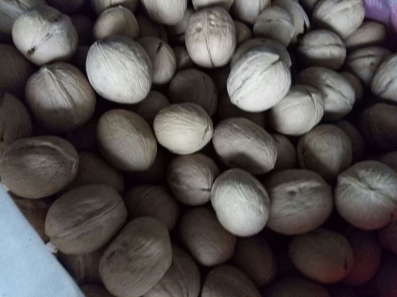 纸皮核桃30mm以上去皮干