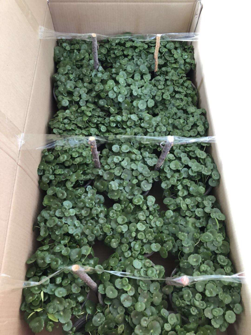 铜钱草