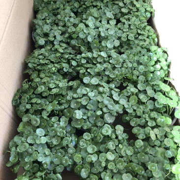 铜钱草