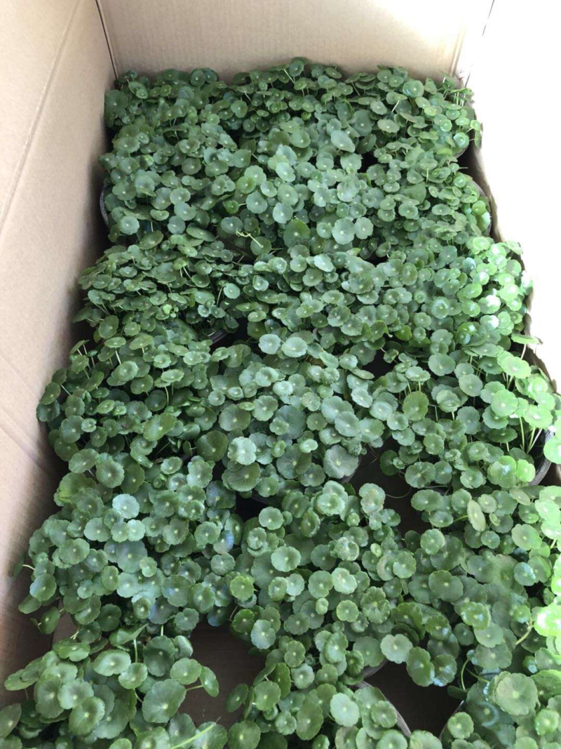 铜钱草