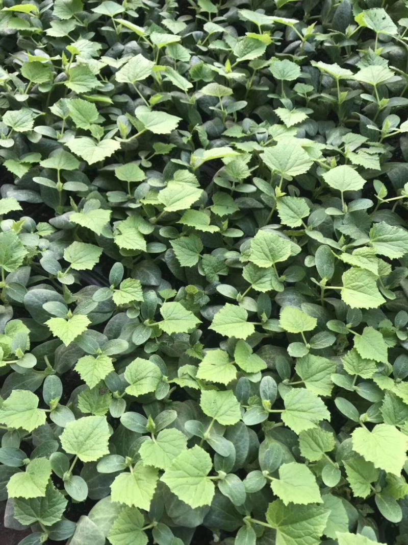 黄瓜苗预定中，黄瓜苗品种价格，批发强雌黄瓜种苗厂