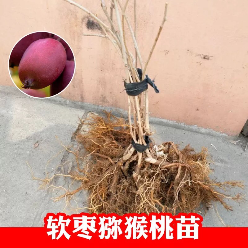 软枣猕猴桃树苗猕猴桃树苗嫁接猕猴桃苗当年结果南方北方种植