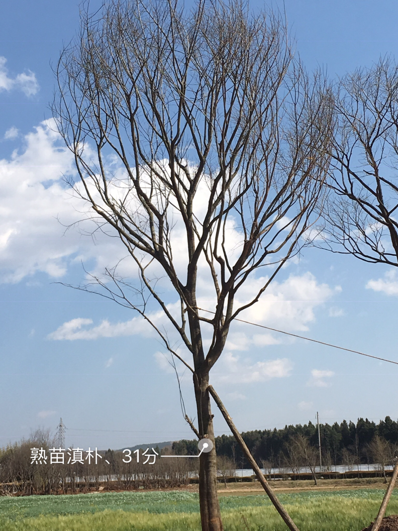 长期供应各种绿化一手苗木、滇朴、黄连木