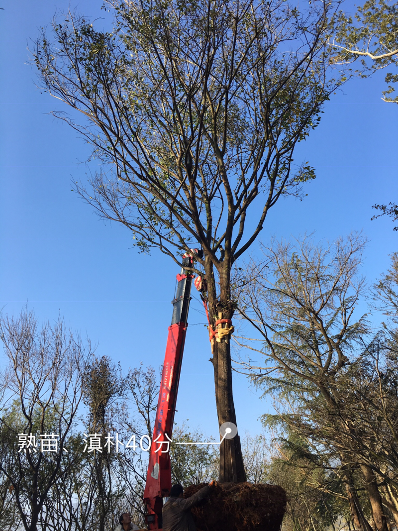 长期供应各种绿化一手苗木、滇朴、黄连木