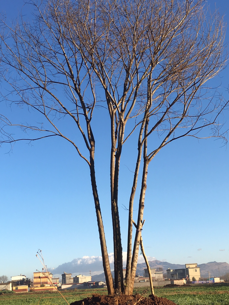 长期供应各种绿化一手苗木、滇朴、黄连木