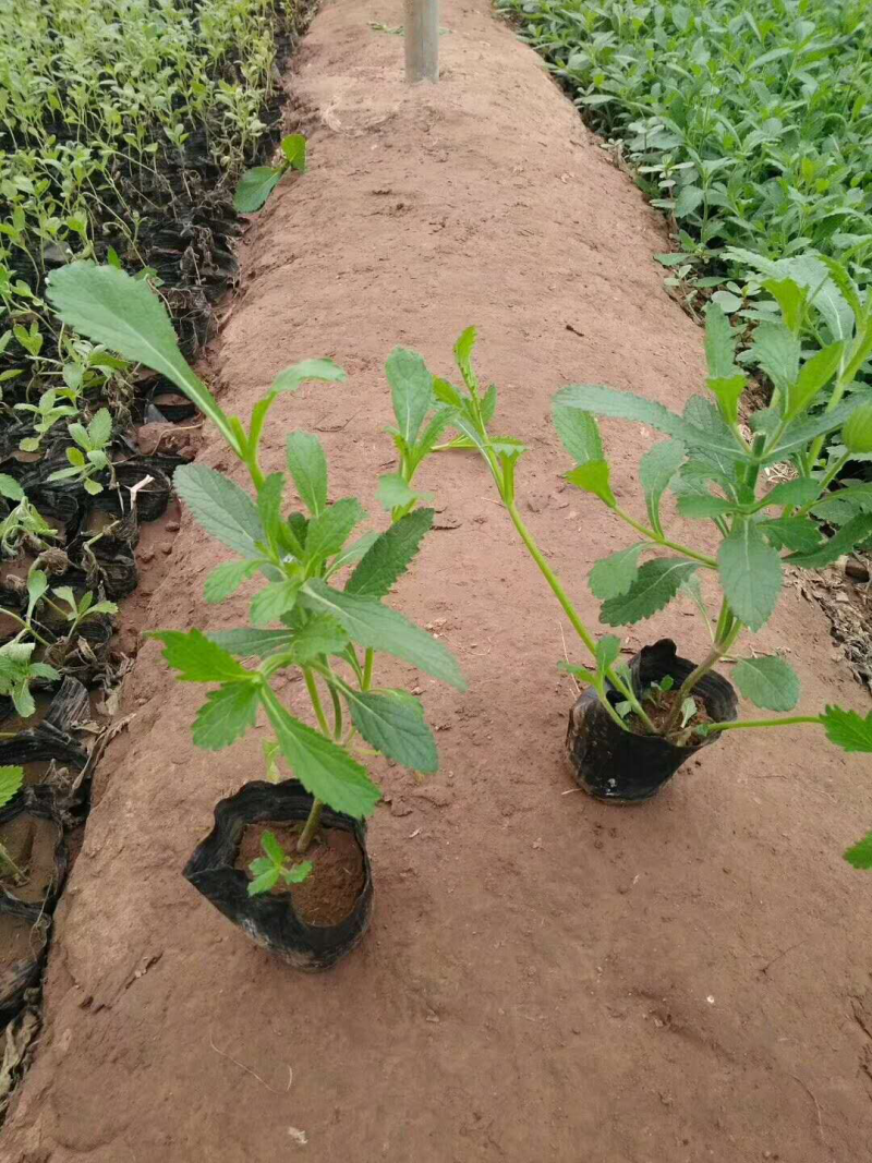 马鞭草柳叶马鞭草基地直供质优价廉欢迎实地考察