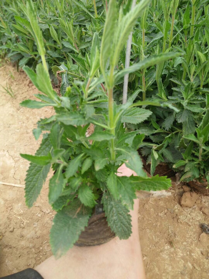 马鞭草柳叶马鞭草基地直供质优价廉欢迎实地考察