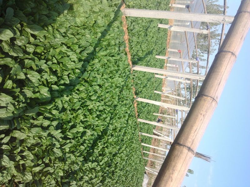 大叶菠菜20~25厘米
