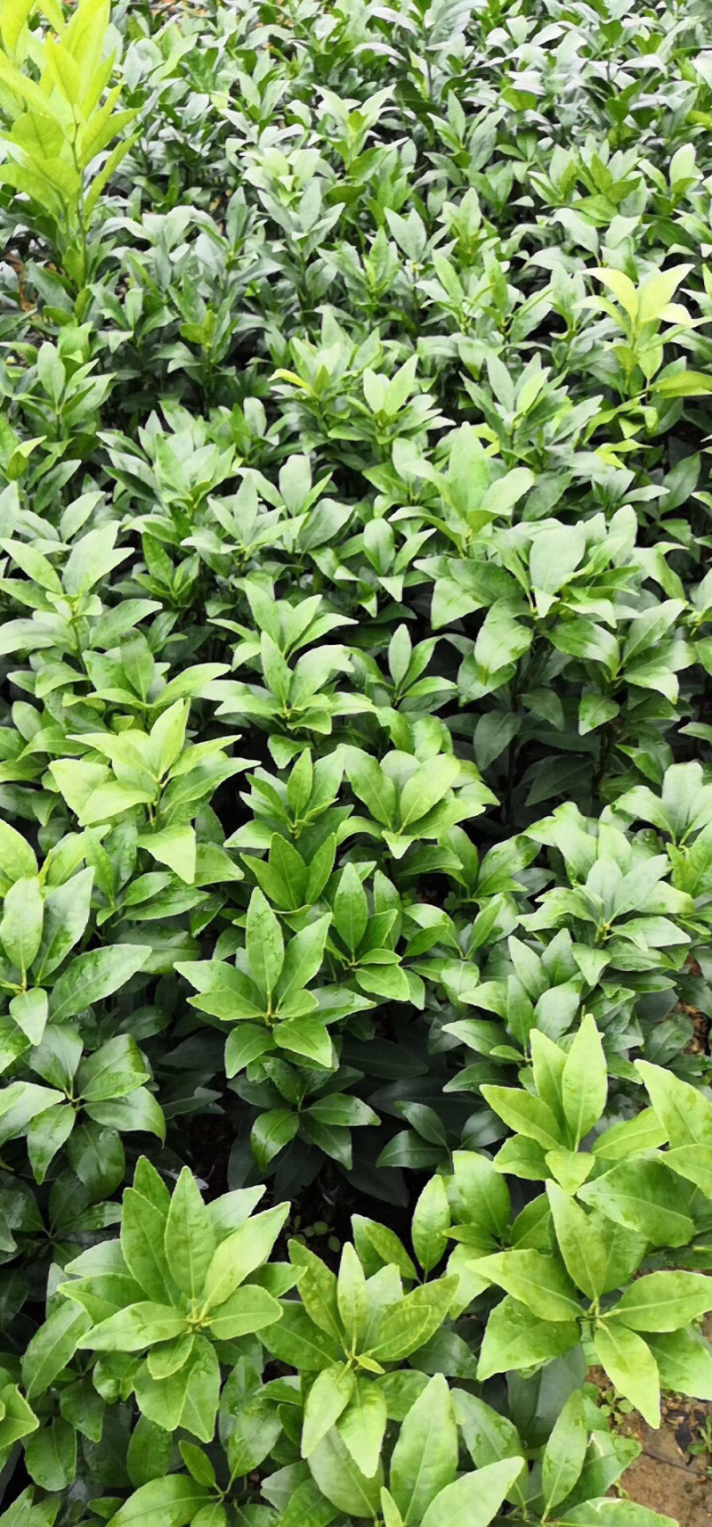 现货柑橘苗，橙子苗出售
