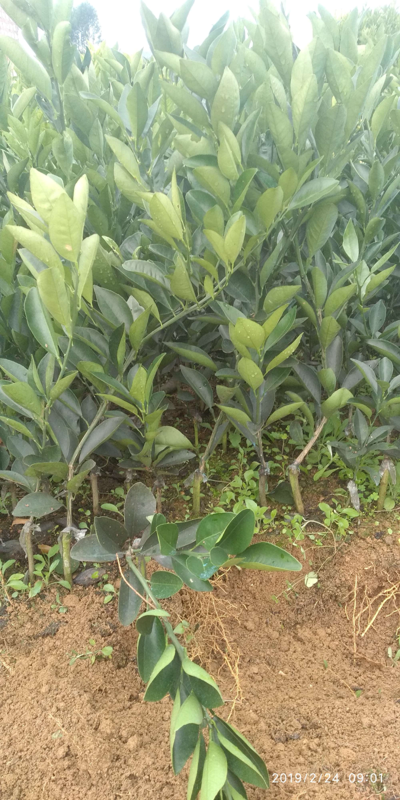 现货柑橘苗，橙子苗出售