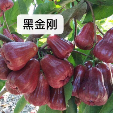 黑金刚莲雾种苗