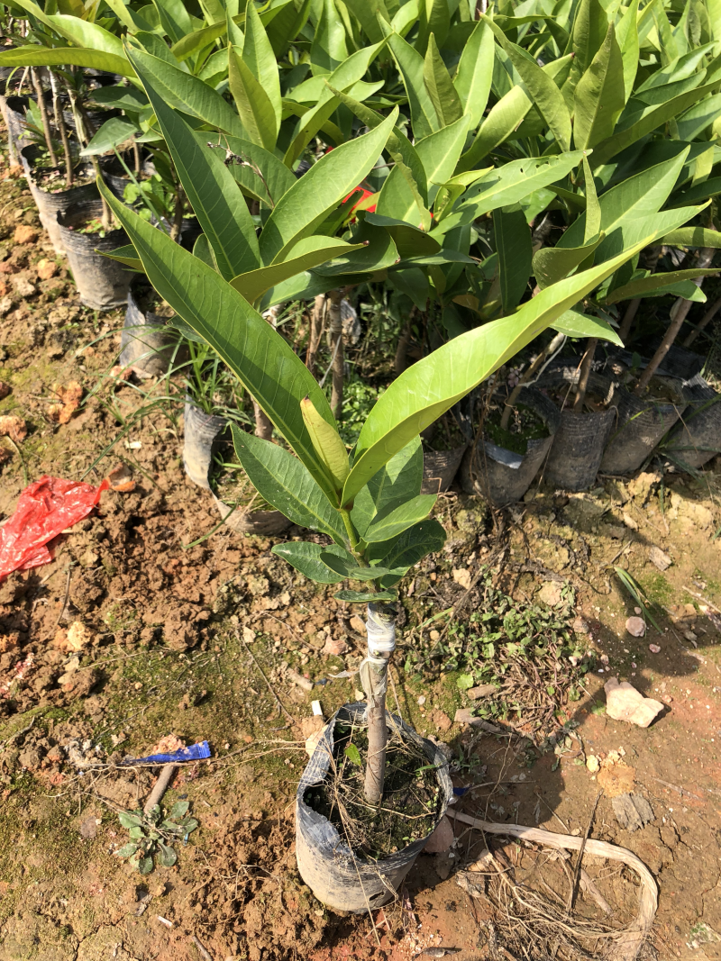 黑金刚莲雾种苗