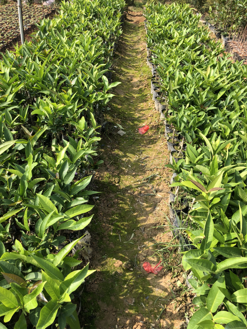 黑金刚莲雾种苗