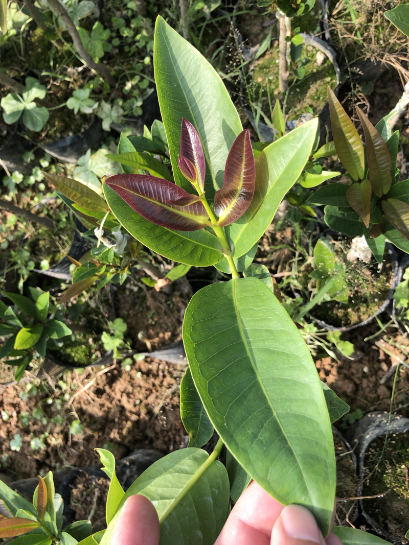黑金刚莲雾种苗