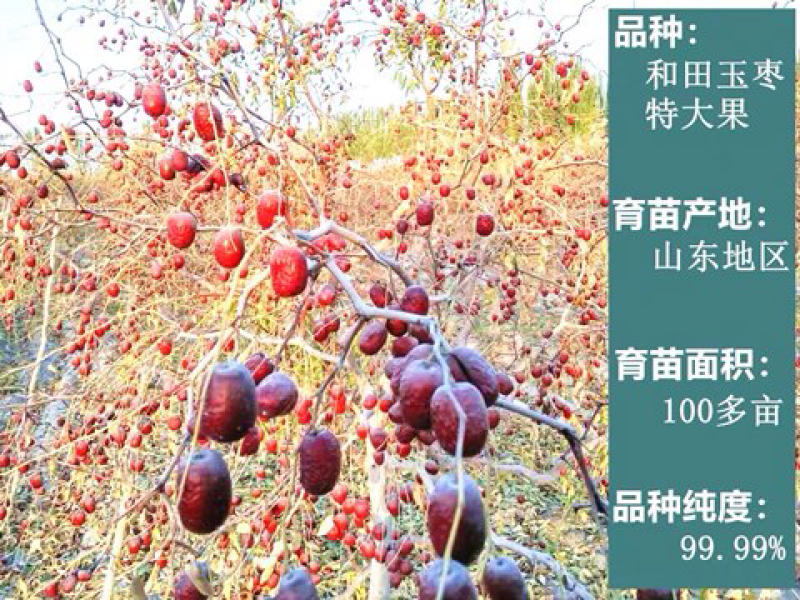 新疆和田枣果脆肉甜枣树苗枣树树苗南方北方盆栽地栽